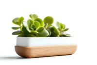 Green succulent plant in modern wooden and white ceramic planter against white background, minimalist home decor and interior design element.