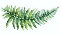 Watercolor fern branch with delicate green fronds on white background, botanical nature illustration for decorative prints and stationery design.