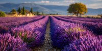 Vibrant purple lavender field stretching toward distant farmhouse and mountains under dramatic sky, creating serene countryside landscape.