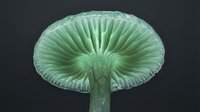 Glowing green mushroom with detailed gills viewed from below against dark background, showcasing nature's intricate patterns and textures.