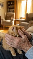 Senior adult holding ginger kitten in cozy living room with warm sunlight, armchairs, and bookshelf. Tender moment capturing intergenerational bonding and pet companionship for lifestyle and family themes.