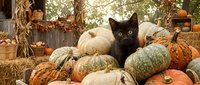 Black kitten sitting among colorful autumn pumpkins and gourds in rustic fall harvest display with hay bales and wooden crates for seasonal decoration.