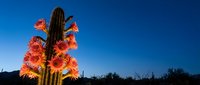 Saguaro cactus blooming with vibrant orange flowers against deep blue twilight sky in desert landscape during golden hour for nature photography.
