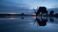 African elephants drinking at waterhole during blue hour twilight with perfect mirror reflections in calm water creating stunning wildlife silhouettes.