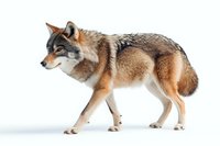 Gray wolf walking in profile view on white background, showing full body with detailed fur texture and natural coloring. Isolated wildlife illustration for design projects.