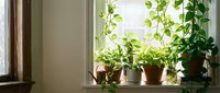 Potted houseplants on sunny windowsill creating natural home decor with green foliage and terracotta pots for indoor gardening and botanical interior design.