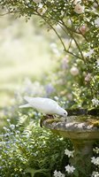 White dove drinking from stone birdbath in blooming garden with soft natural lighting and peaceful atmosphere for wellness and tranquility concepts.