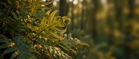 Golden autumn fern unfurling in warm sunlight with bokeh background, nature photography for seasonal and botanical themes.