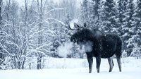 Majestic bull moose standing in snowy winter forest landscape with frosted trees and falling snow creating serene wilderness scene for nature photography.