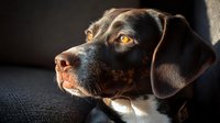 Close-up portrait of brown and black hunting dog with amber eyes looking up against dark background, dramatic lighting highlights facial features and expression.
