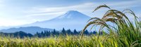 Mountain landscape with tall grass in foreground and snow-capped peak in distance under cloudy sky, perfect for nature and outdoor adventure themes.