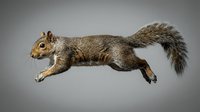 Gray squirrel leaping mid-air, isolated on gray background, showcasing dynamic motion and natural wildlife detail for nature and animal projects.