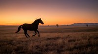 Wild horse galloping across open prairie grassland during golden hour sunset with dramatic orange sky and mountain silhouettes in background countryside landscape.