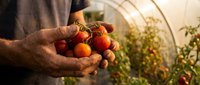 Farmer hands holding fresh ripe cherry tomatoes in greenhouse during golden hour harvest time. Organic vegetable gardening and sustainable agriculture concept.