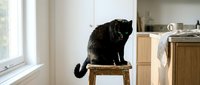 Black cat sitting on wooden chair in bright kitchen with window light, domestic pet lifestyle.