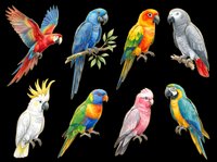 Colorful parrot collection featuring eight isolated tropical birds in various poses and plumage colors including red, blue, yellow, green, and pink. Ready for clipart, t-shirt design, stickers, and print-on-demand projects.