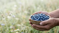 Farmer's hands holding bowl of fresh blueberries in field, harvest season produce for agriculture, food, and farming industry use.