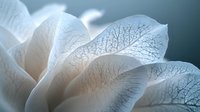 Delicate white flower petals with intricate vein patterns in macro photography against soft teal background, creating ethereal botanical art piece.