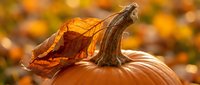 Orange pumpkin with dried autumn leaf on stem against blurred fall foliage background for seasonal harvest decorations and thanksgiving celebrations.