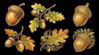 Autumn acorn and oak leaf clipart set, isolated on transparent background. Great for fall T-shirts, stickers, print on demand, sublimation, and seasonal design projects.