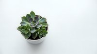 Small green succulent plant in white ceramic pot on clean white background isolated for home decor and gardening design projects.