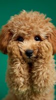 Adorable toy poodle puppy with curly apricot fur against vibrant green background for pet care and animal lover content.