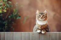 Curious fluffy tabby cat with white paws sitting on wooden fence, looking attentively at camera against blurred brown background with green foliage.