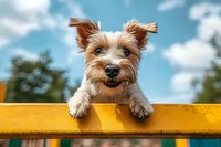 Adorable Yorkshire terrier puppy with funny expression peeks over bright yellow fence against blue sky background, paws hanging over edge, summer outdoor portrait.
