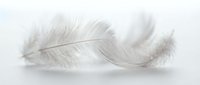 Soft white feather isolated on light background, suitable for wellness, spirituality, and design projects.