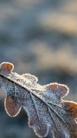 Frost-covered oak leaf with intricate ice crystals in golden morning light creating natural winter texture and seasonal atmosphere.
