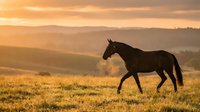 Dark horse silhouette walking across golden meadow at sunset with rolling hills in background creating peaceful pastoral scene for equestrian and nature themes.