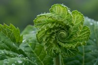 Fresh green spiral fern frond unfurling with morning dew drops, showing natural Fibonacci pattern against blurred forest background. Macro nature photography.