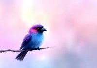 Small blue and pink songbird perched on branch against soft pastel background with dreamy bokeh effect, creating serene natural atmosphere.