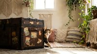 Curious kitten exploring vintage travel trunk in cozy boho living room with hanging plants and natural sunlight streaming through window.