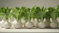 Fresh kohlrabi vegetables with green stems arranged in a row on white background, suitable for food packaging, culinary websites, and healthy eating content.