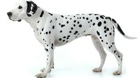 Dalmatian dog standing in profile view showing distinctive black spots on white coat, isolated on white background for easy digital integration into designs.