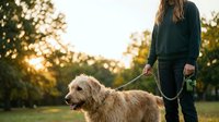 Young woman with long brown hair, wearing dark casual clothing, walking a cream-colored curly-haired dog on leash in sunny park setting during golden hour for pet care and outdoor lifestyle content.