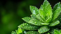 Fresh succulent plant with water drops on green leaves against dark background, macro photography showing detailed texture and natural morning dew.