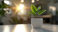 Young green plant growing in white ceramic pot on table with soft sunlight and bokeh background, symbolizing growth, new beginnings and mindfulness.