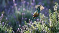 Small colorful bird perched on blooming lavender bush in natural garden setting with purple flowers and green foliage creating peaceful wildlife scene.
