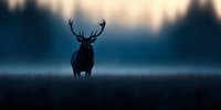 Majestic stag silhouette at dawn standing in misty meadow against moody blue forest background, dramatic wildlife scene in natural habitat.