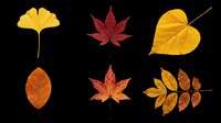 Autumn leaves collection featuring ginkgo, maple, and various fall foliage in yellow, orange, and red tones. Isolated on transparent background, ready for t-shirts, clipart, stickers, and print-on-demand designs.