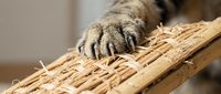 Cat paw with extended claws gripping wicker basket edge, showcasing natural feline behavior and texture detail for pet care and animal behavior content.