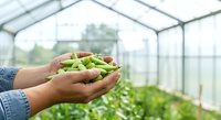 Farmer holding fresh green beans in greenhouse with rows of vegetables growing in background, sustainable agriculture and organic farming concept.