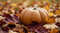 Orange pumpkin sitting on colorful autumn leaves in natural outdoor setting. Seasonal harvest decoration for fall holidays and thanksgiving celebrations.