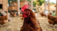 Close-up portrait of brown hen with red comb in organic farm setting. Free-range chicken farming, poultry agriculture and sustainable livestock production.