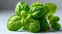 Fresh green basil leaves with water droplets on white surface for culinary and cooking projects.
