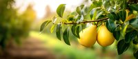 Fresh ripe yellow pears hanging on tree branch with green leaves in sunny orchard. Natural organic fruit growing in garden at harvest time.