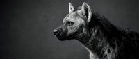 Spotted hyena portrait in dramatic black and white photography showcasing wild African predator with intense gaze and distinctive features against dark background.