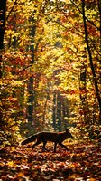 Red fox walking through golden autumn forest with vibrant fall foliage and warm sunlight filtering through colorful maple and oak trees.